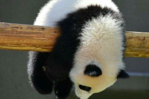 Маленькая панда