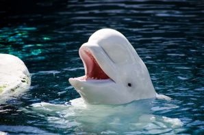 Белый дельфин