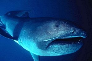 Пелагическая акула