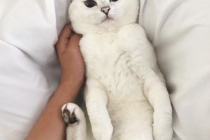 Серо белая кошка