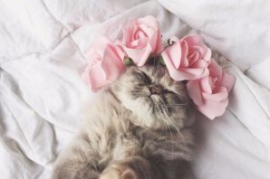 Розовая кошка