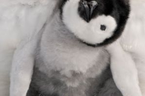 Малый пингвин