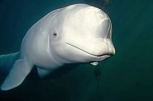 Дельфин с большим лбом
