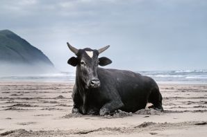 Африканская корова
