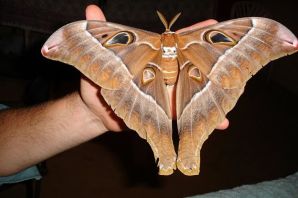 Самые страшные бабочки в мире