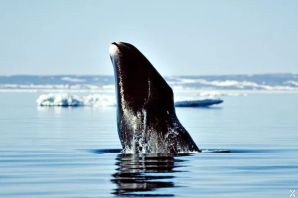 Сахалин киты