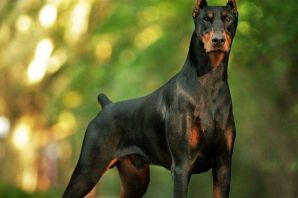 Черная собака с острыми ушами