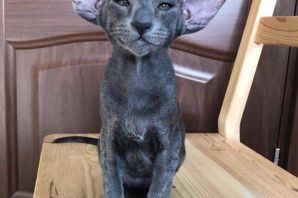 Кот с огромными ушами