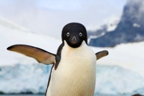Страшный пингвин
