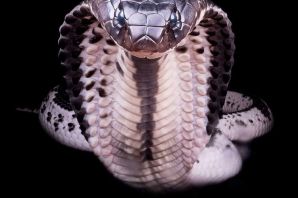 Голова змеи
