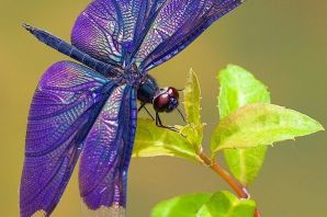 Сиреневый бражник бабочка