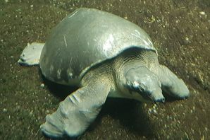 Черепаха с длинным носом