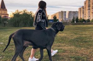 Самая крупная собака в мире
