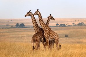 Западноафриканский жираф