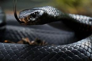Черная мамба змея