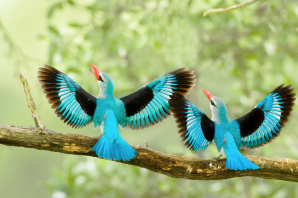 Необычные птицы мира