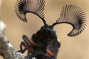 Необычные насекомые мира
