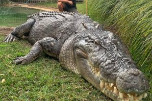 Перевернутый крокодил