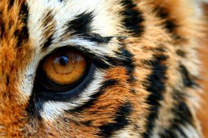 Тигровый глаз