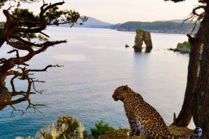 Приморский леопард
