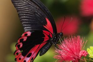 Бабочка с черными крыльями