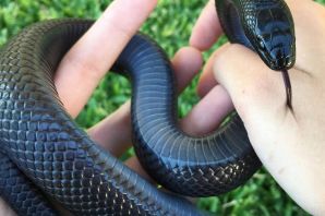 Маленькая черная змея