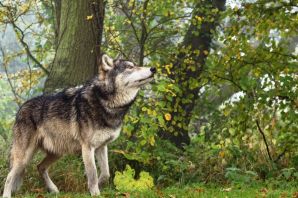 Волк санитар леса
