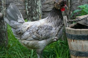 Голландская белохохлая порода кур