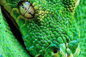 Зеленые змеи
