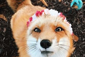 Красивая лисичка