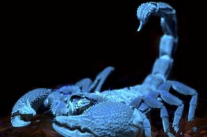 Голубой скорпион
