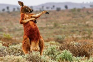 Мускулистый кенгуру
