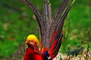 Самая красивая птица в мире