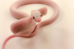 Змея с бантиком