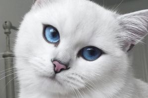 Белый кот с голубыми глазами порода