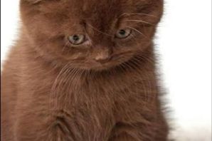 Британская кошка коричневая