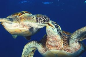 Гигантская морская черепаха