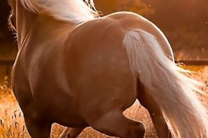 Паломино лошадь