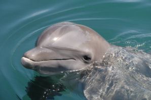 Широкомордый дельфин