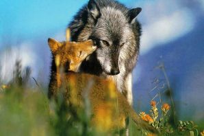 Лис и волк