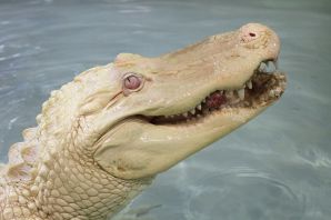 Крокодил альбинос