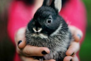 Самый маленький кролик в мире