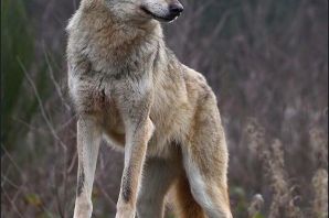 Настоящий волк