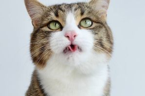 Кошка с открытым ртом