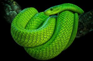 Рептилия змея