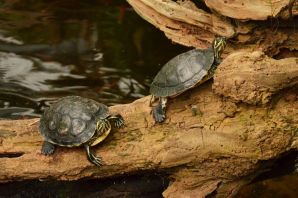 Красноухая черепаха в пруду