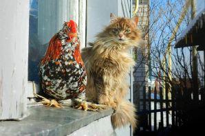 Кошка и курица