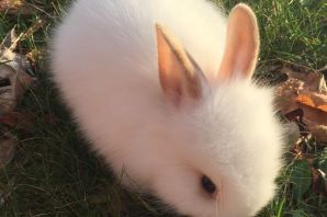 Зайцевые кролики