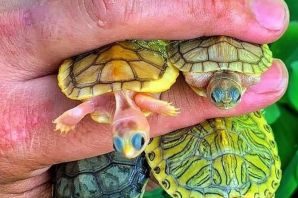 Улитка на черепахе