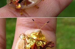 Золотой жук насекомое